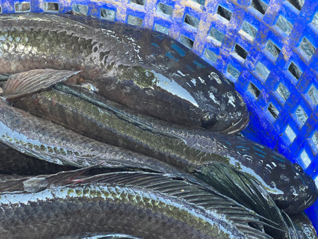 fish in the market in Thailand