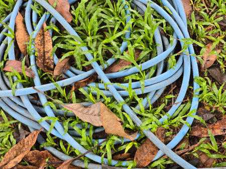 blue hose on grassの写真素材