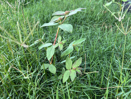 green Euphorbia Hirta leaves in the gardenの写真素材