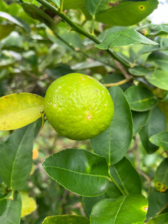 lemon tree in nature garden, fresh citrus fruits and citrus