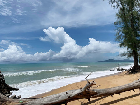 beautiful tropical beach with pine trees and blue skyの写真素材