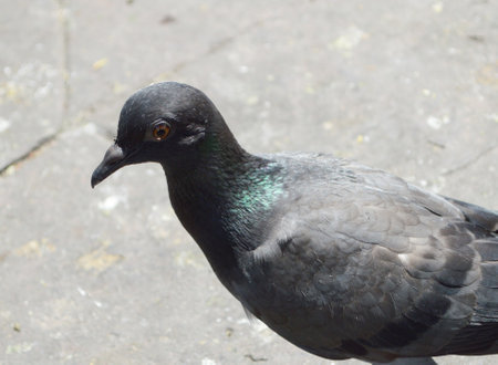 a closeup of a pigeon on the streetの写真素材