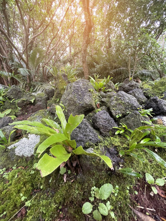tropical jungle in Thailand
