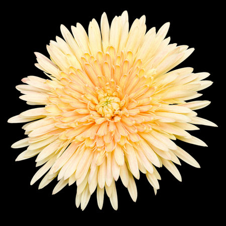 yellow chrysanthemum flower on blackの写真素材