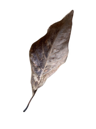 dry leaf on white backgroundの写真素材