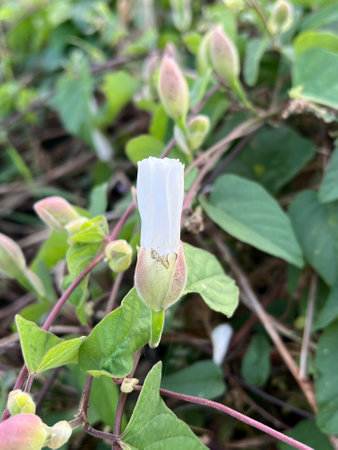 Operculina turpethum flower in nature garden