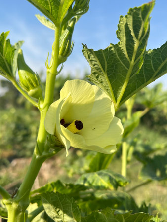 Okra flower in nature garden