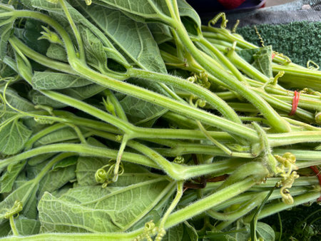 winter melon leaf for cookingの写真素材