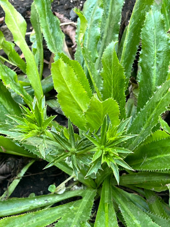 green leaf with water dropの写真素材