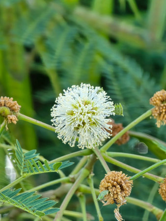 Leucaena leucocephala flower in nature gardenの写真素材