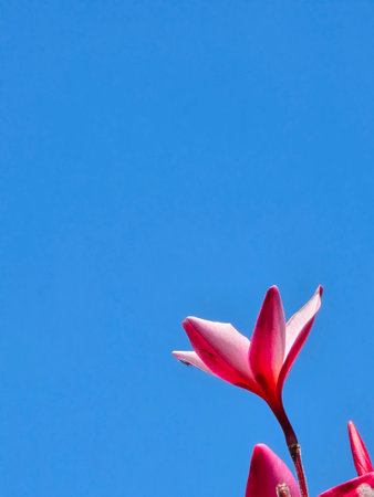 beautiful plumeria flowers on the sky backgroundの写真素材