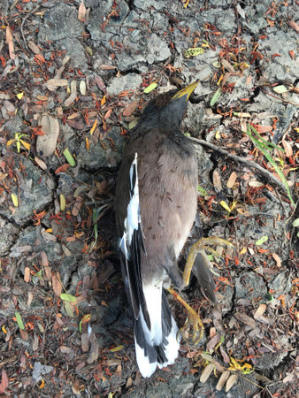 dead pigeon on the ground
