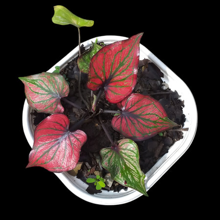 green Caladium bicolor plant, flora in foliageの写真素材