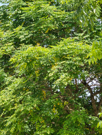 green leaves on the tree in spring.
