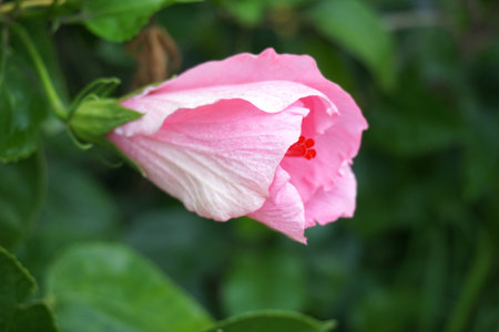 beautiful pink hibiscus flower in nature gardenの写真素材