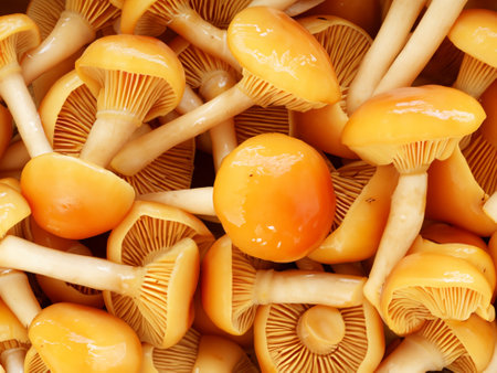 chanterelle mushrooms, close - up view.の素材