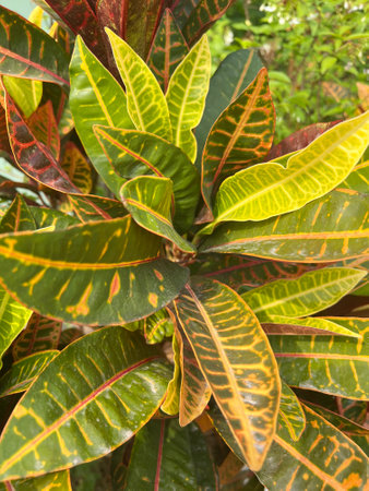 tropical Croton leaf in the garden. Codiaeum Variegatumの写真素材