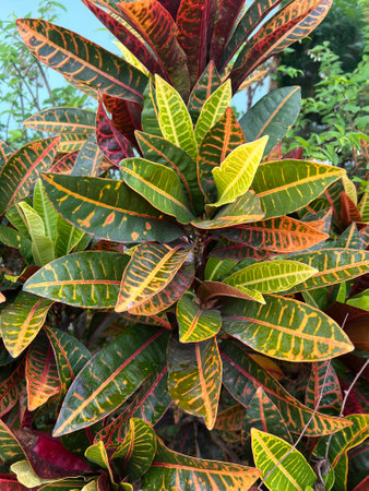 green Codiaeum variegatum leaf of red colorの写真素材