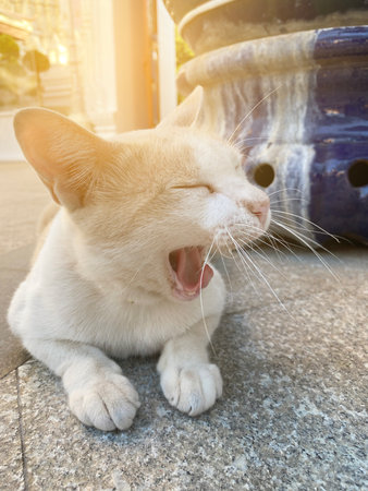 cat on the streetの写真素材