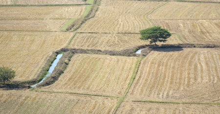aerial top view of rice field and green rice field