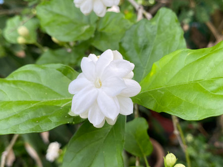 beautiful jasmine flowers in the garden