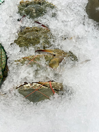 fresh crab in the ice on the beachの写真素材