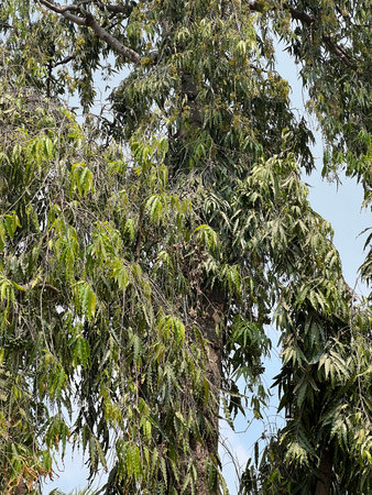 green tree branches in forest, flora and natureの写真素材