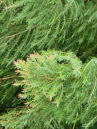 beautiful green pine tree branches in the forest