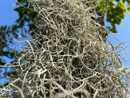 a closeup shot of a Spanish moss with blue sky