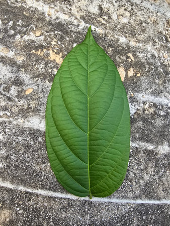 a vertical shot of the leaves of a tree on the ground
