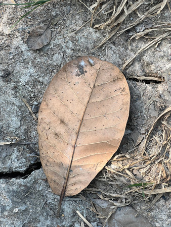 dry leaf on the ground