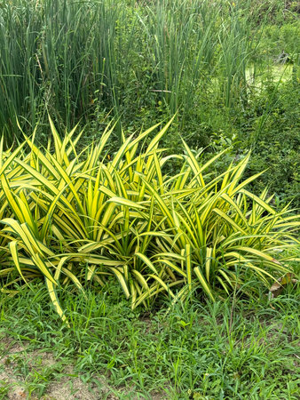 green Pandanus sanderi plants in the garden