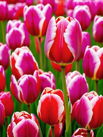 beautiful tulips in the gardenの素材