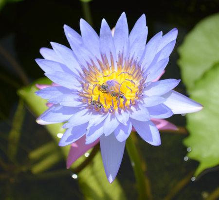 blue lotus in the gardenの写真素材