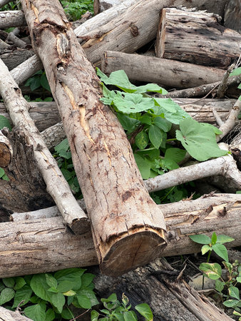 old wood log in the forest