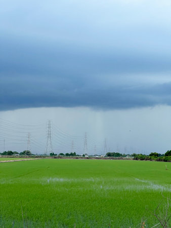 rice field in thailand with cloudy weather backgroundの写真素材