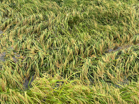 green rice field in thailand.の写真素材