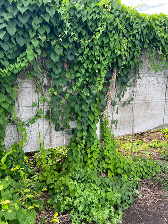 green ivy leaves and ivy wallの写真素材