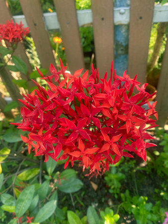 red ixora flowers on a wooden fence in the summer garden