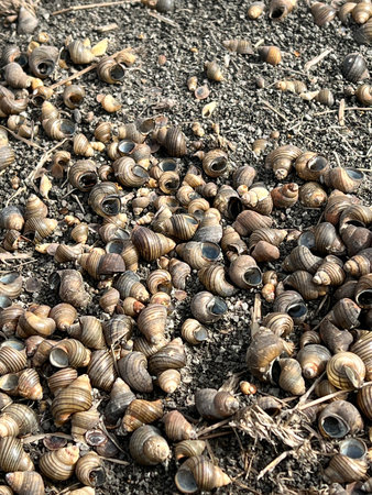 dead sea shells and shells on the beach