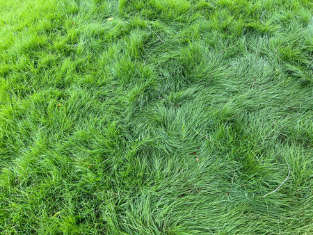 background of green grass