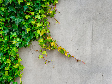 green ivy on the wall backgroundの素材