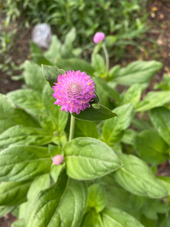 beautiful purple Amaranthus flower in the garden