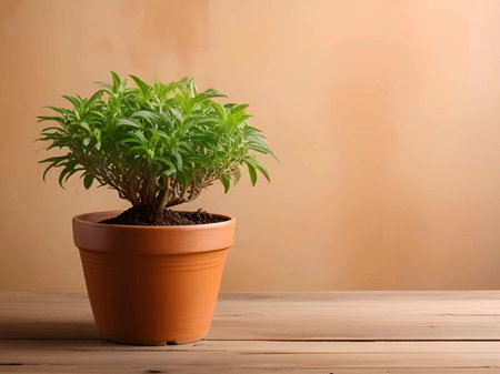 plant in pot on wooden floor against green background. space for text. gardeningの素材