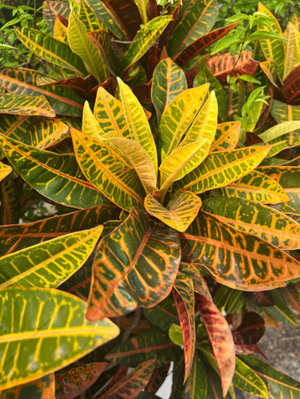 close up view of beautiful tropical leaves, croton treeの写真素材