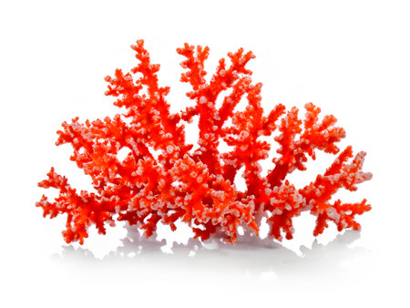 coral isolated on white backgroundの素材