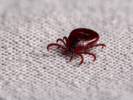 a red fabric on the fabric, the fabric is covered by a blanket.の素材