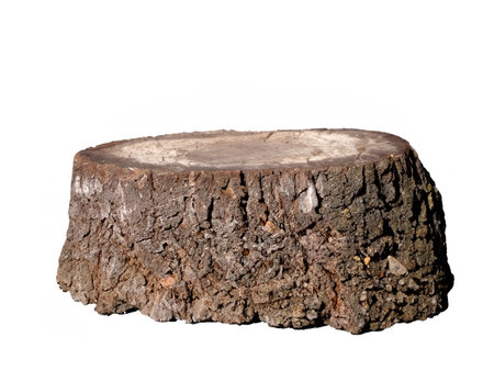 tree stump, wood texture isolated on white backgroundの素材