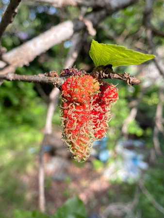 red ripe mulberries in the forest on a treeの写真素材