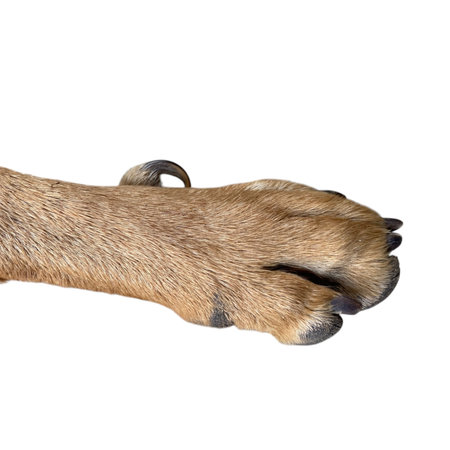 dog paw in the white backgroundの写真素材